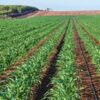 irigarea prin picurare, cea mai performanta metoda de irigare, Corteva Agriscience