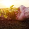 Corteva Agriscience, creștere de 40% în vânzările de protecția plantelor în România, pentru primele 9 luni ale 2023