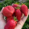 cultivarea succesului in agricultura, cresterea proiectului Sunshine Berries al Elenei-Larisa Naie Stoicescu cu Corteva Agriscience